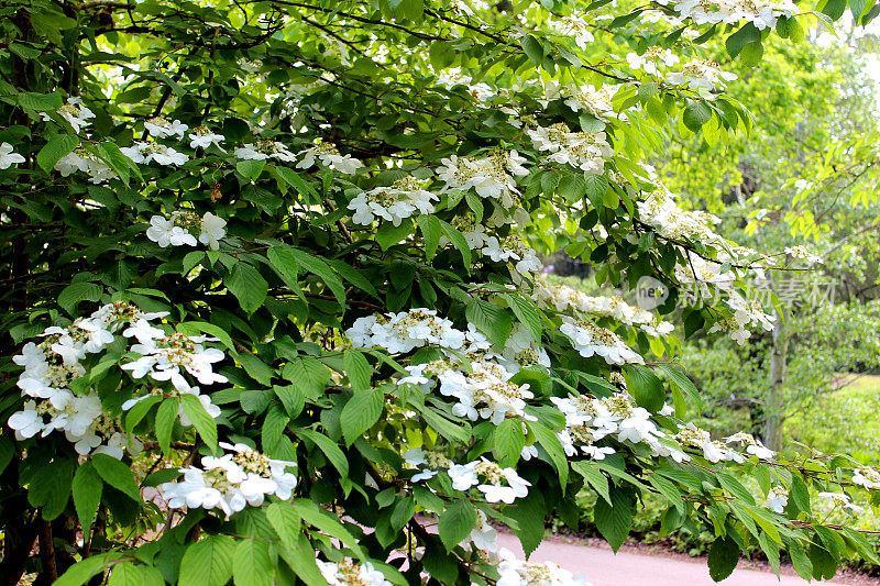 花园灌木上的白色荚蒾花(plicatum tomentosum 'Mariesii')